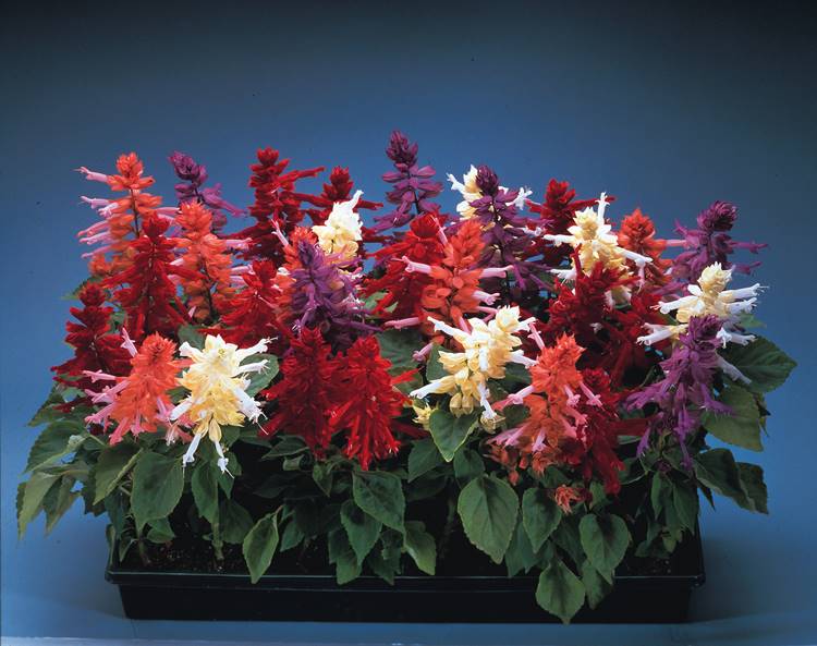 SALVIA SPLENDENS SIZZLER MIX 1000 SEMI
